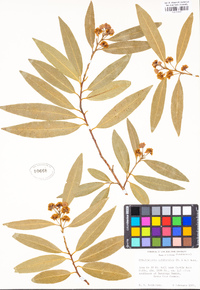 Umbellularia californica image