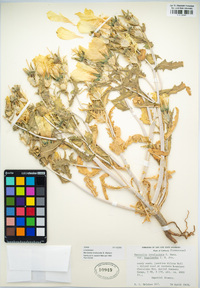 Mentzelia involucrata image