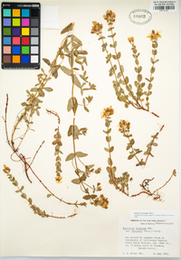 Hypericum scouleri image