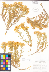 Ericameria suffruticosa image