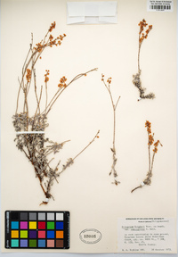 Eriogonum wrightii image