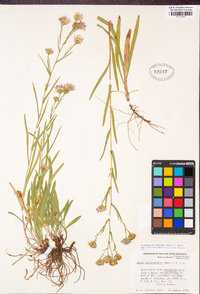 Symphyotrichum spathulatum image