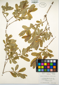Image of Lonicera oblongifolia