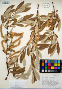 Salix jepsonii image