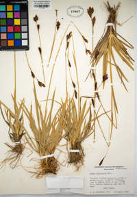 Carex fissuricola image
