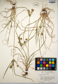 Cyperus retrorsus image