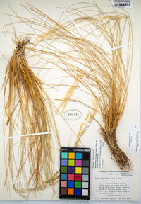 Stipa speciosa image