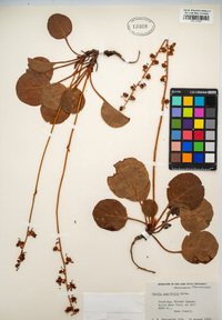 Pyrola asarifolia image