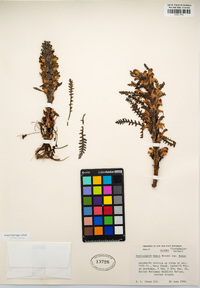 Pedicularis lanata image