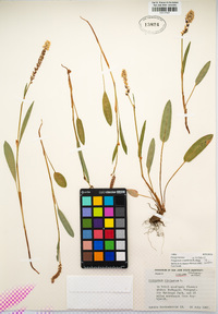 Polygonum shastense image