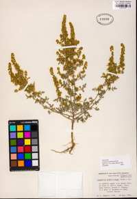 Ambrosia acanthicarpa image