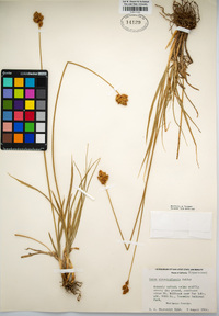 Carex straminiformis image