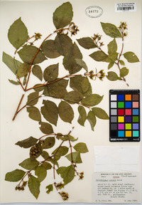 Philadelphus lewisii image