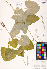 Adenocaulon bicolor image