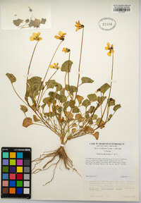 Viola pedunculata image