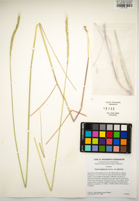 Elymus glaucus subsp. glaucus image