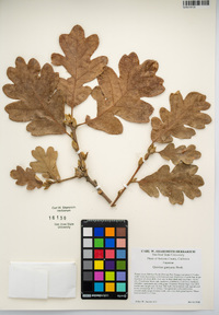 Quercus garryana image