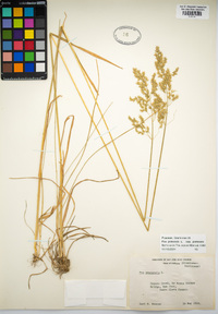 Poa pratensis subsp. pratensis image