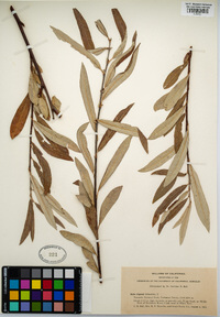 Salix jepsonii image