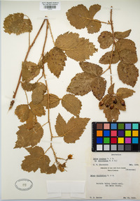 Rubus ursinus image