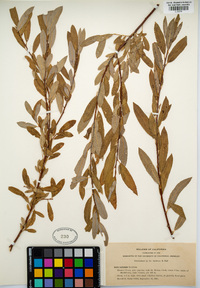 Salix lasiolepis image