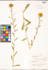 Grindelia hirsutula image