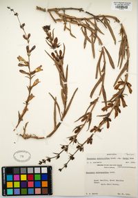 Penstemon heterophyllus var. purdyi image