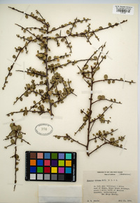 Rhamnus crocea image