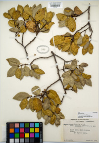 Rhamnus pirifolia image