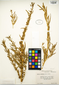 Datisca glomerata image