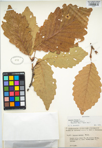 Quercus michauxii image
