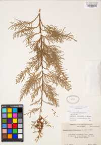 Chamaecyparis lawsoniana image