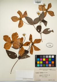 Image of Clematis × jackmanii