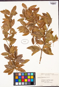 Image of Berberis gagnepainii