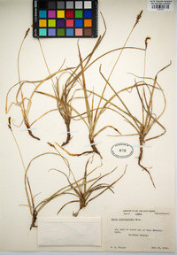 Carex concinnoides image