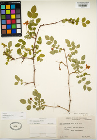 Rosa gymnocarpa image