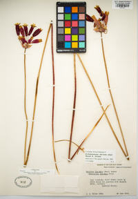 Dichelostemma ida-maia image