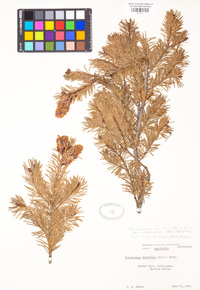 Pseudotsuga menziesii image