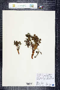 Lomatium dasycarpum image