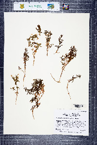 Pseudostellaria sierrae image