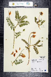 Astragalus webberi image