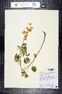 Lupinus croceus var. pilosellus image