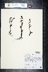 Phacelia stebbinsii image
