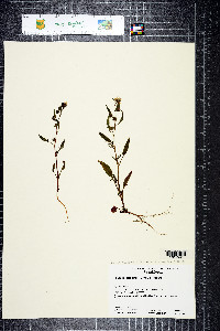 Phacelia stebbinsii image