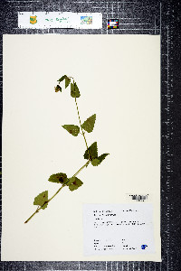 Agastache urticifolia image