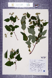 Neviusia cliftonii image