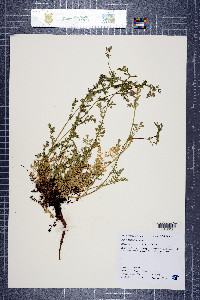 Poteridium annuum image