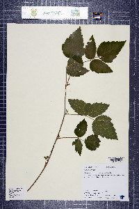 Rubus ursinus image