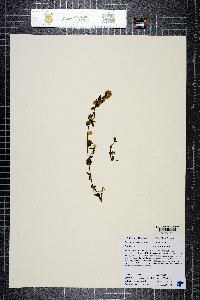 Galium serpenticum subsp. scotticum image