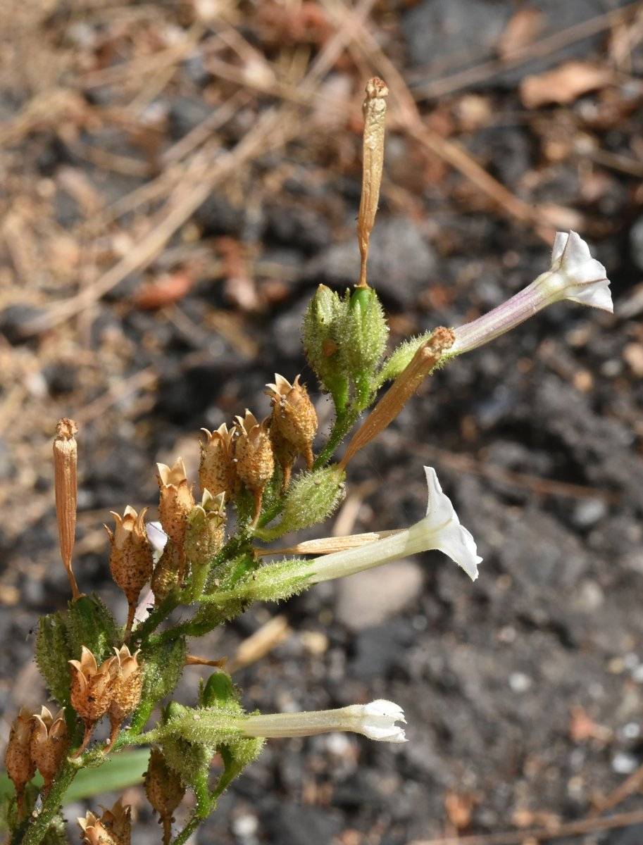 Nicotiana attenuata image